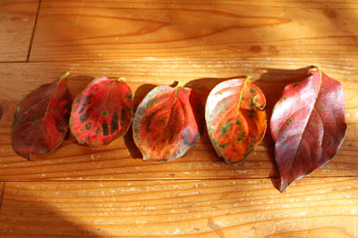 芸術館の柿の葉