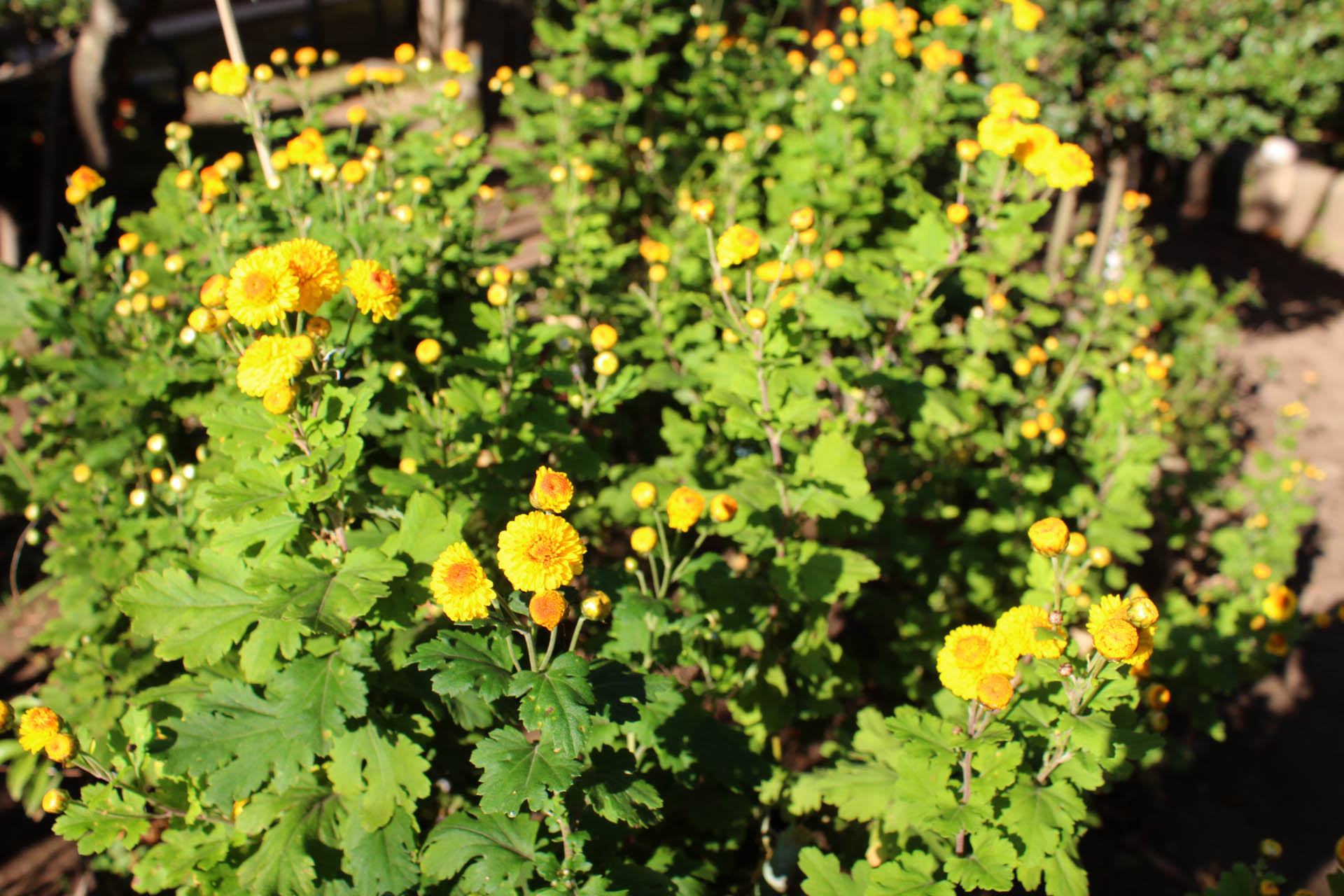 芸術館の菊の花