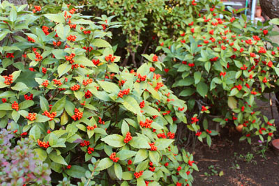 芸術館の庭のセンリョウ