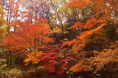 岡本太郎美術館の紅葉