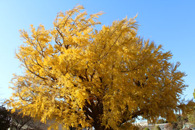 遊行寺のイチョウ