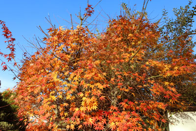 芸術館のもみじ