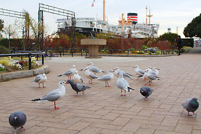 山下公園のカモメ
