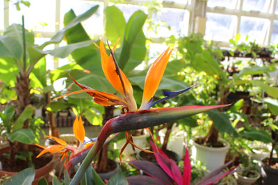 長久保公園の極楽鳥花