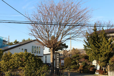 山内龍雄芸術館のケヤキ