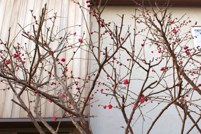 山内龍雄芸術館の紅梅