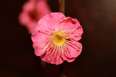 山内龍雄芸術館の紅梅
