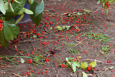 山内龍雄芸術館のセンリョウ