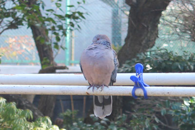 芸術館の庭にいるキジバト