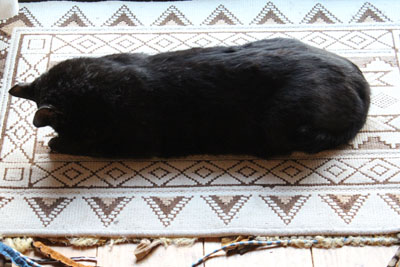 芸術館の猫クロ