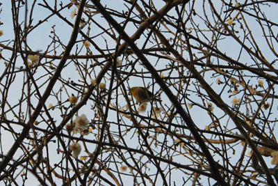 芸術館の白梅とメジロ
