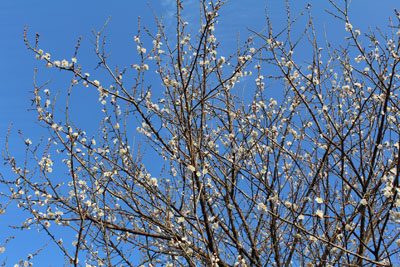 山内龍雄芸術館の梅