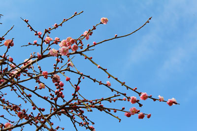 芸術館の枝垂れ梅