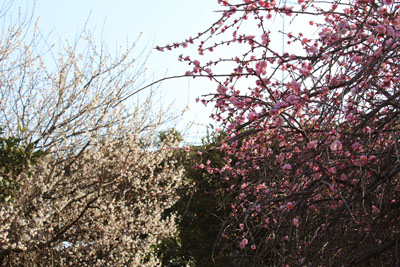 芸術館の庭の梅