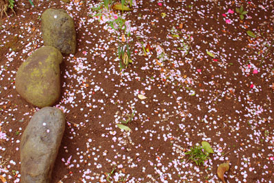 芸術館の庭の花びら