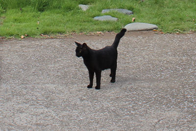 芸術館の黒猫