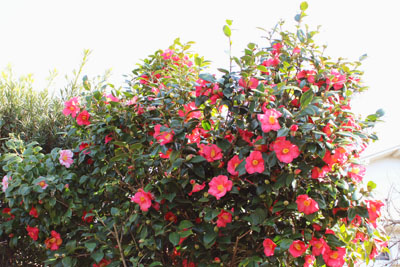 芸術館の庭の椿