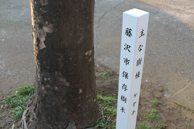 芸術館のケヤキ