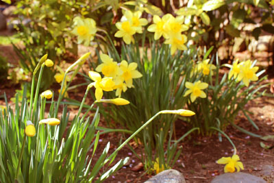 芸術館の庭の水仙