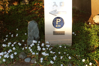 芸術館の庭の看板とハナニラ