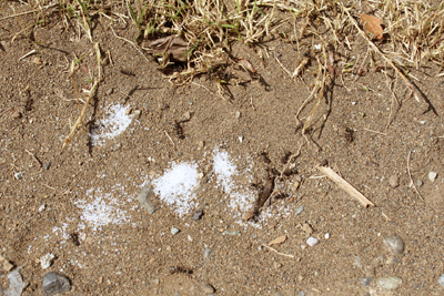 芸術館の蟻の巣