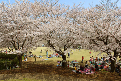 長久保公園の桜