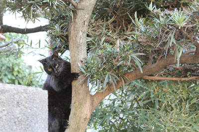 芸術館の猫クロ