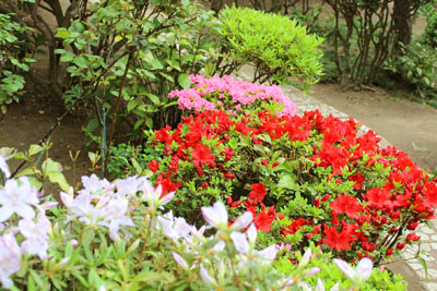 芸術館のつつじ