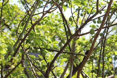 芸術館の梅の木