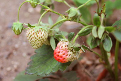 山内龍雄芸術館のイチゴ
