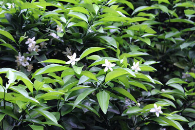 芸術館の夏みかん