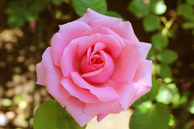 芸術館の庭のバラ