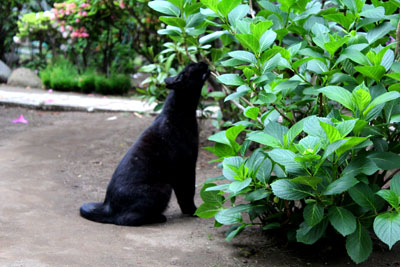 芸術館のクロ猫