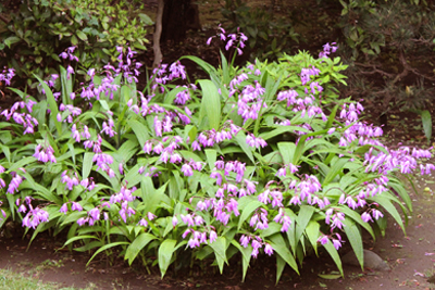 芸術館のシラン