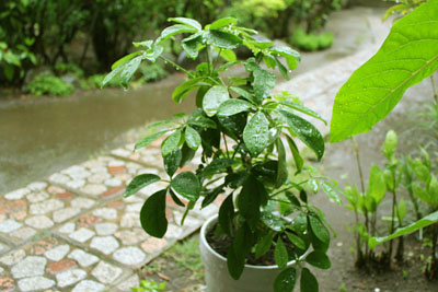 芸術館の庭のカポック