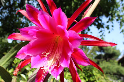 芸術館の孔雀サボテン