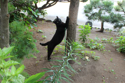 芸術館の黒猫