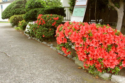 芸術館の庭のサツキ