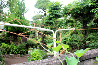 芸術館の庭の瓢箪