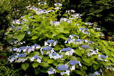 芸術館の庭のアジサイ