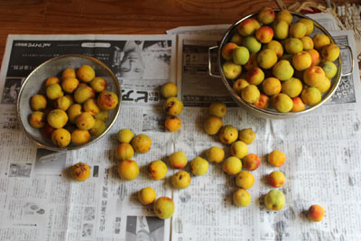 芸術館の庭の梅