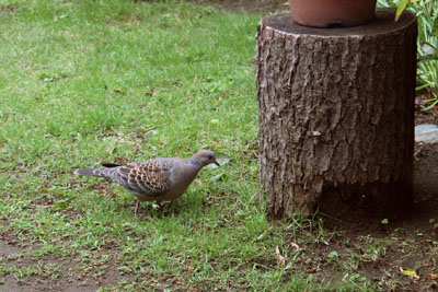芸術館の庭の鳩