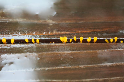 芸術館のキノコ