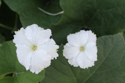 芸術館のキノコ