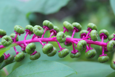 芸術館の山ブドウ
