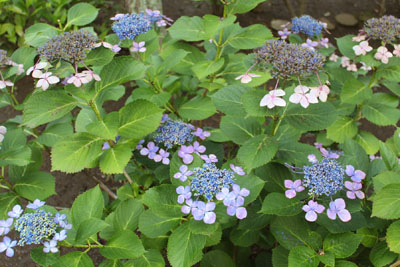 芸術館のアジサイ