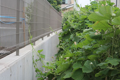芸術館の庭の瓢箪