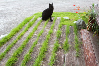 芸術館の庭の猫と芝