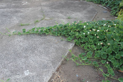 芸術館の庭の瓢箪