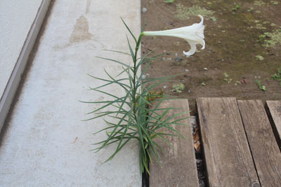 芸術館の庭のゆり